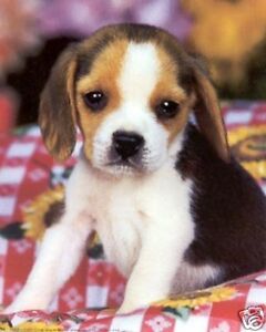 A Baby Beagle