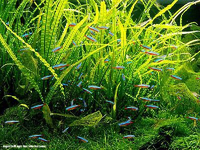 Narow fern-Freshwater Tropical Aquarium Fish Tank Plant