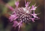 purple*sage*designz
