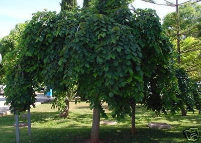 HÄNGE   TRAUERULME ULMUS 250 CM   