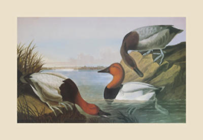 Canvas Backed Duck by John James Audubon  