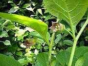 20 Atropa Belladonna  DEADLY NIGHTSHADE seeds wicca  