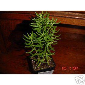 Miniature Pine Tree Succulent  